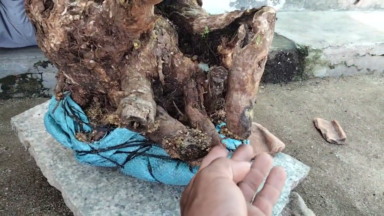 (₫ãgl)q441.. hoa giấy rường (trâm bầu day)hoa hồng phấn đẹp sống khoẻ zalo 03999.33445(a an 8738)