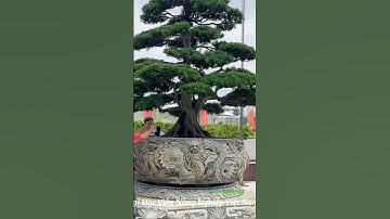 Cây Tùng La Hán Dáng Trực – Biểu Tượng Của Khí Phách, Nhân Văn Và Phong Thủy May Mắn