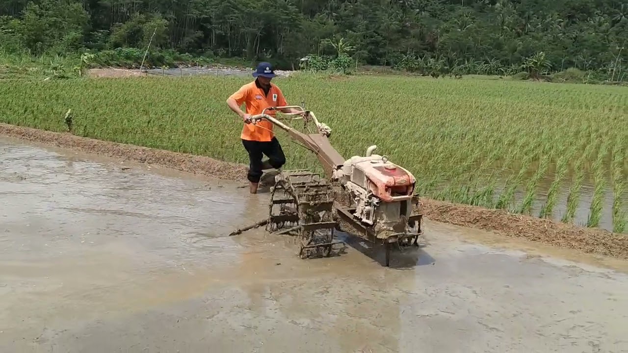 Tahapan pengolahan tanah.1. singkal 2. blebek 3. Garu