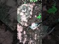 Трудная находка #металлоискатель #копметаллолома