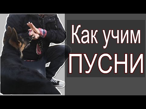 Видео: Как да дресирате кученцето си немска овчарка