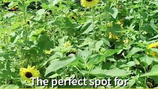 Sunflower maze at Harvestmoon Fun Farm Profile