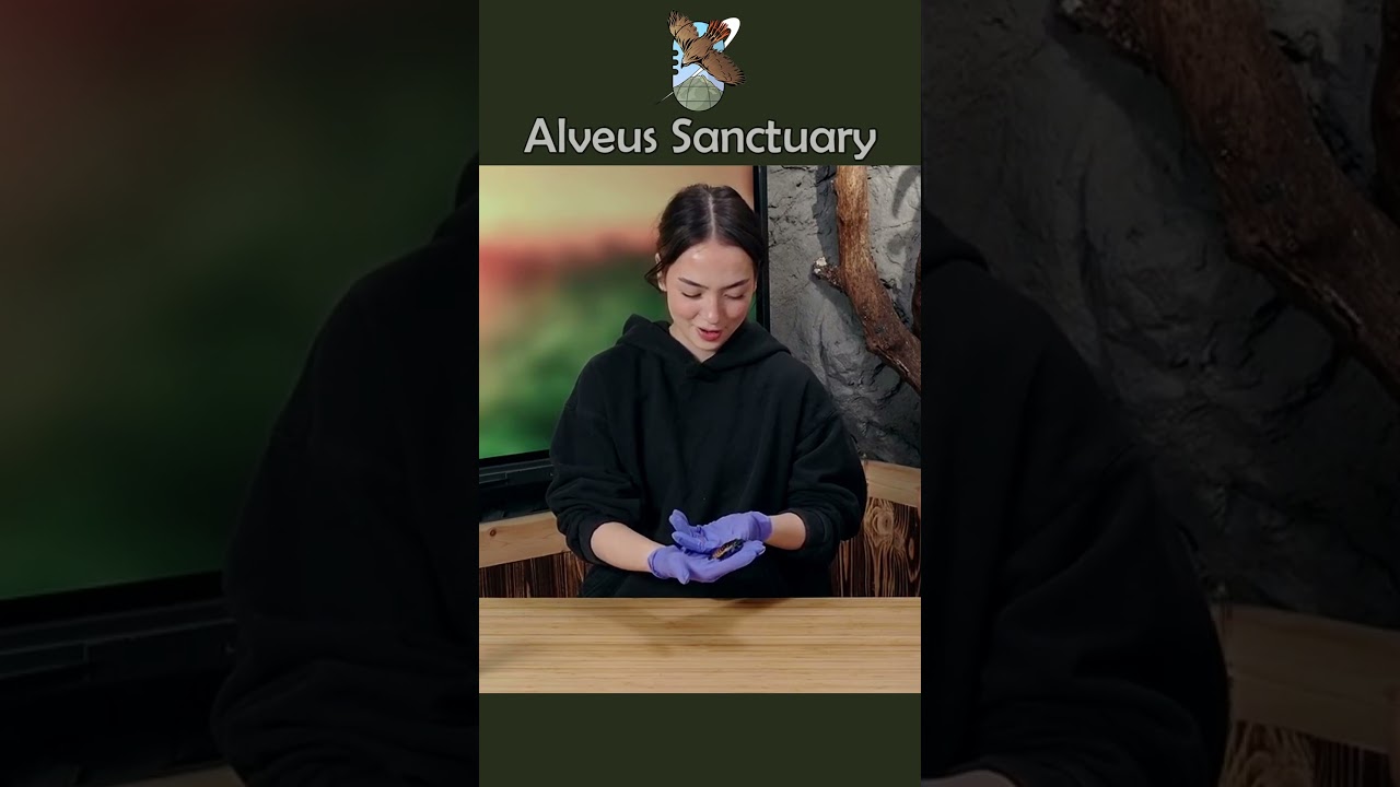 Baked Bean was MOVING 🏃‍♂️🪳#alveussanctuary #sakurashymko #mayahiga