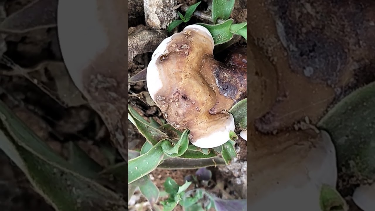 My Exptl Leng: Biogeochemical Cycle Ganoderma applanatum (the artist's bracket, artist's conk,