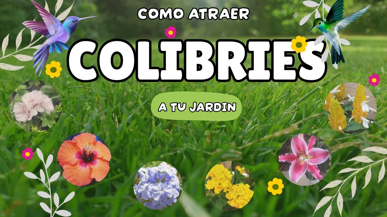 10 FLORES que atraerán muchos COLIBRIES a tu JARDIN 🕊️🦋