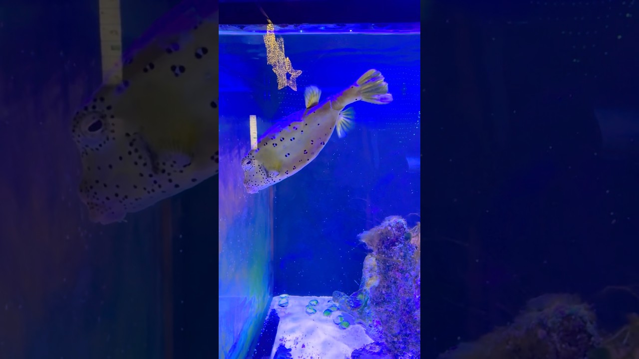 Aquarium at Zoodoo zoo 