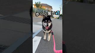 【柴犬】毎日、飽きないわ💕 #shiba #柴犬 #黒柴