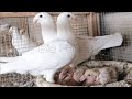 German Beauty Homer pigeons breeders - fancy pigeon farm &amp; breeding fancy pigeons