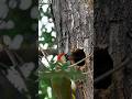 Female Green Woodpecker Feeding Young At Nesthole #woodpecker #birds #nesting #wildlife #naturduo