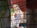 my lovely parrot#parrot #shots #cartoon#animals #funny #birds#trending #viral #capcut