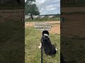ENSINANDO O BORDER COLLIE A TRABALHAR!