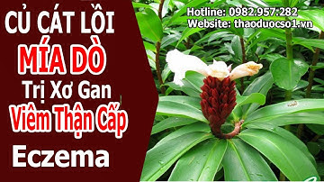 Mía dò (Củ cát lồi) điều trị xơ gan, viêm thận cấp, eczema, mẩn ngứa