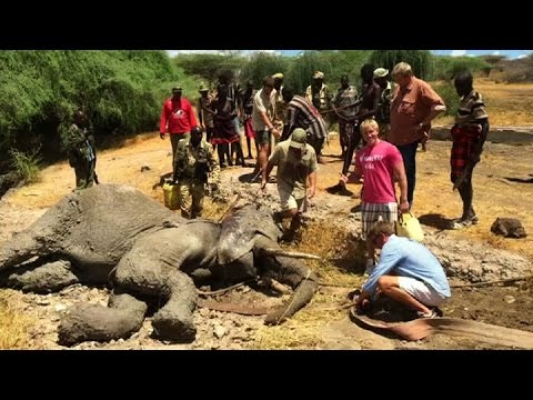 Rescatan en Kenia a un elefante que había quedado atrapado en un pozo de barro