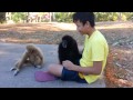 Thailand  Gibbon