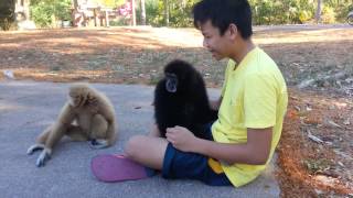 Thailand  Gibbon