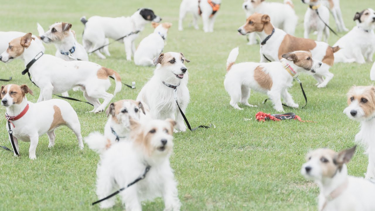 Jack Russell Terrier Festival 2024- Jack Russell Terrier rooted in 
