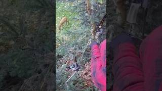 Roe deer with a recurve🏹 #talesfromthewillows #traditionalbowhunting #shorts #roedeer  #bowhunting