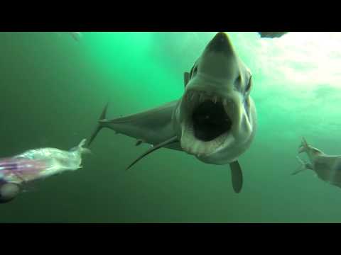 Mako shark attacking a PelagicView dredge