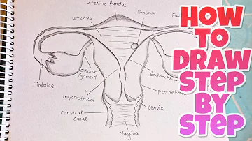 how to Draw Female Reproductive System Diagram step by step| Labelled Diagram