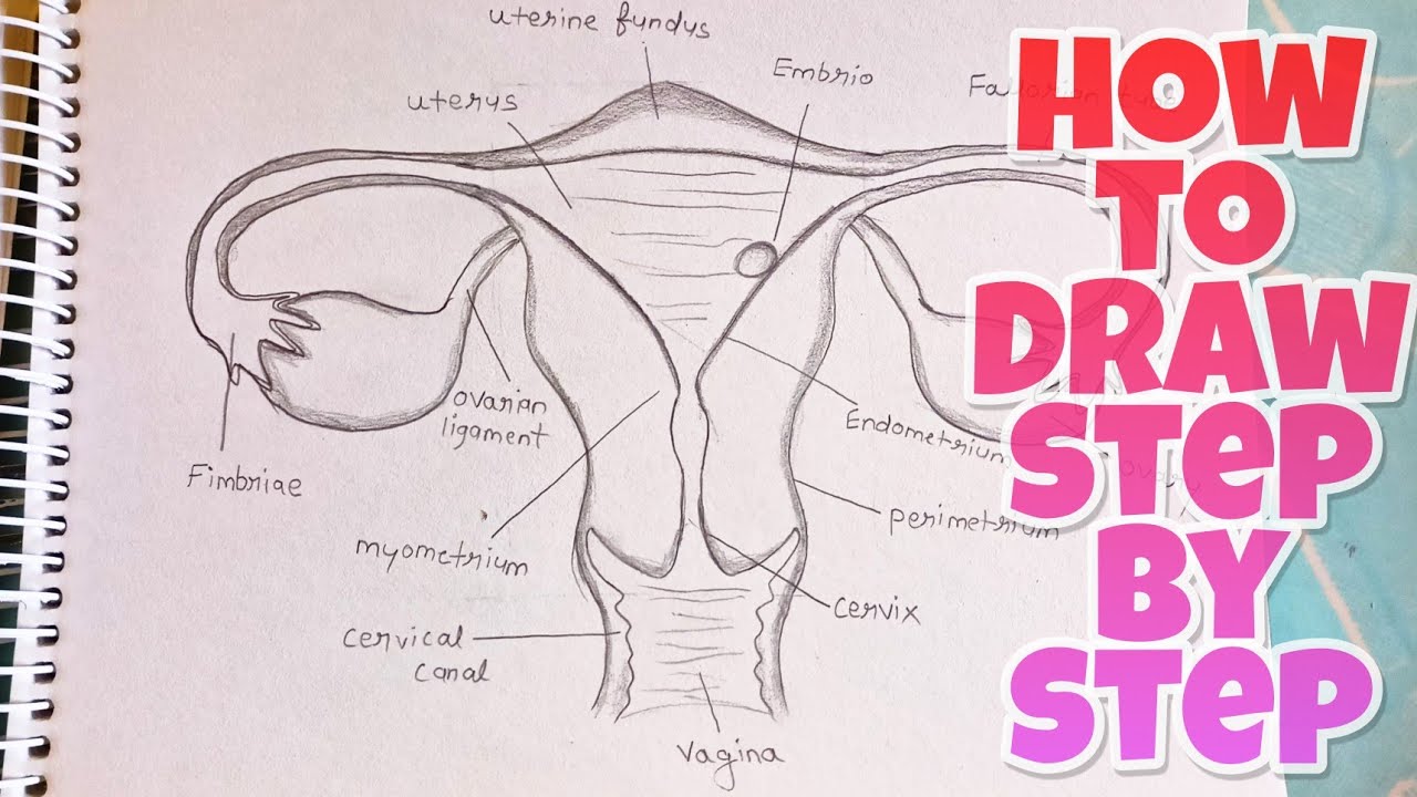 HOW TO DRAW FEMALE REPRODUCTIVE SYSTEM EASILY? THE STRUCTURE OF FEMALE  REPRODUCTIVE SYSTEM. - YouTube