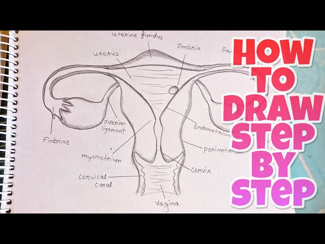 Details more than 107 female reproductive system drawing best