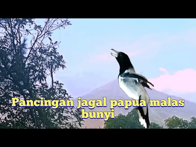 PANCINGAN JAGAL PAPUA MALAS BUNYI class=