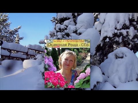 РАСТЕНИЯ ЗИМОЙ ПОД ТЯЖЕСТЬЮ СНЕГА...январь 2024г-ЧАСТЬ 3-я