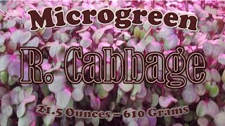 How to Grow Red Cabbage Microgreens the IHG Method
