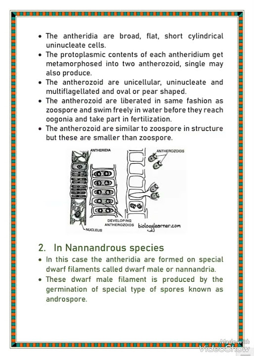 Sexual reproduction in Oedogonium ll Antheridia of macrandrous and