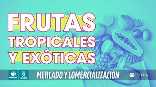 WEBINAR | Mercado y comercialización de frutas tropicales y exóticas