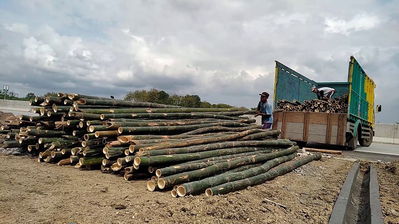 Giant bamboo alam proses bongkar bambu  dari  truk  YouTube
