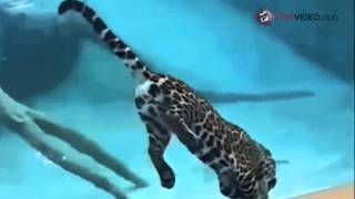 IMPRESIONANTE! JAGUAR PESCANDO BAJO EL AGUA