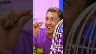 Outil capillaire ou ustensile de grignotage ? À vous de choisir ! 👀 #maïs