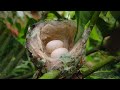 Anna&#39;s Hummingbird Nesting (The Miniature Architect Of Nature)