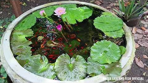 NUÔI CÁ BẢY MÀU KẾT HỢP TRỒNG HOA SÚNG THÁI TRONG CHẬU XI MĂNG 1m CAO 50cm TẠI BÌNH DƯƠNG