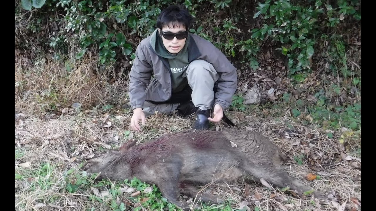 イノシシ用の罠の仕掛ける場所 仕掛け方 動画 料理など すっぽんの釣りブログ