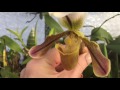 Орхидеи в теплице в феврале. Онсидиум, катасетум, лекасте, фаленопсис, дендробиум, каттлеи.