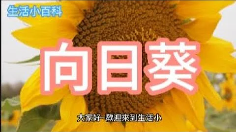 向日葵 - 天天要聞