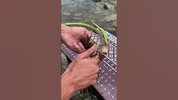 Peeling taro roots with a blade #taroplant #taroroot #itkshorts