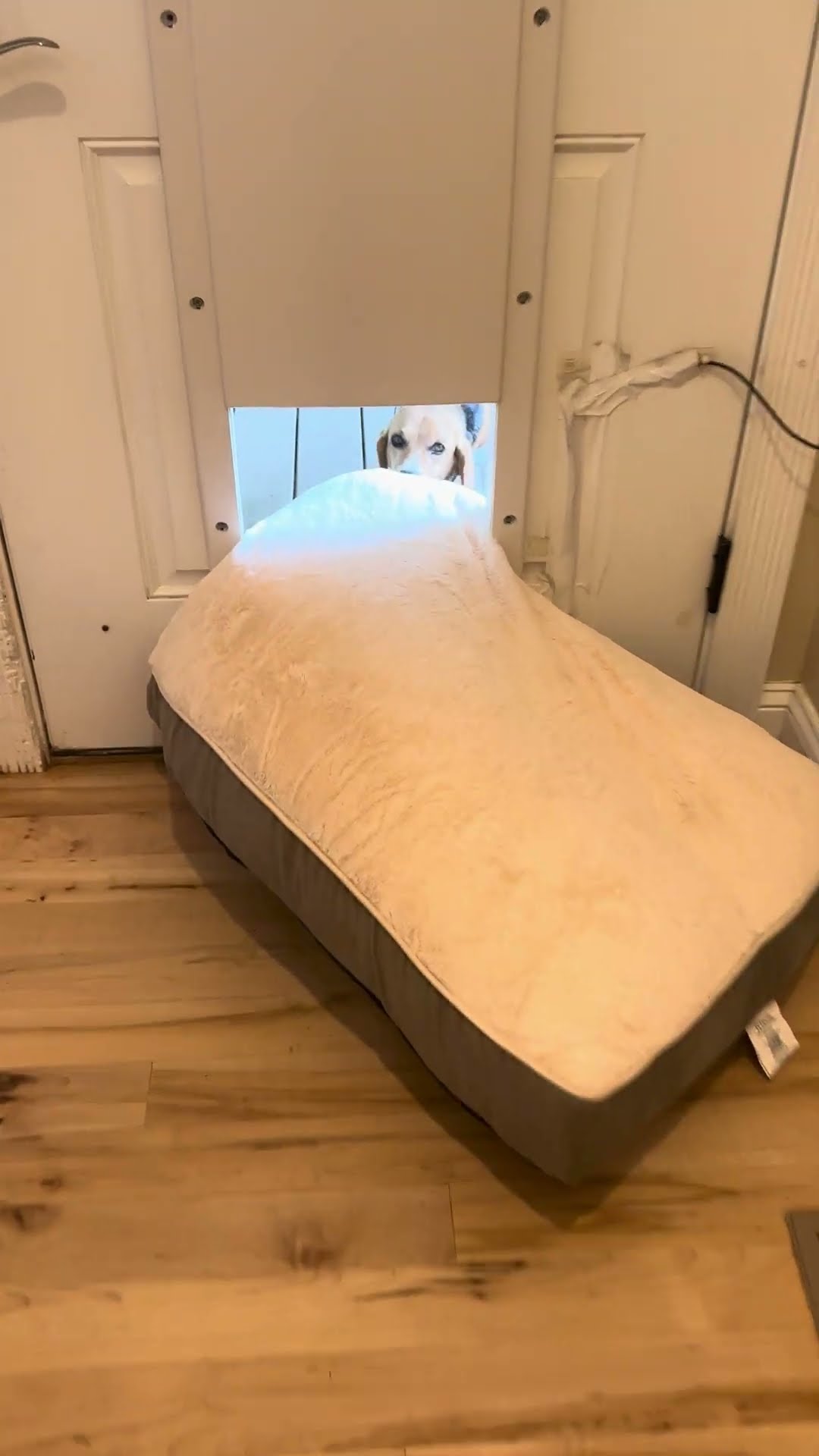 Dexter Insists On Taking His Bed Outside || ViralHog