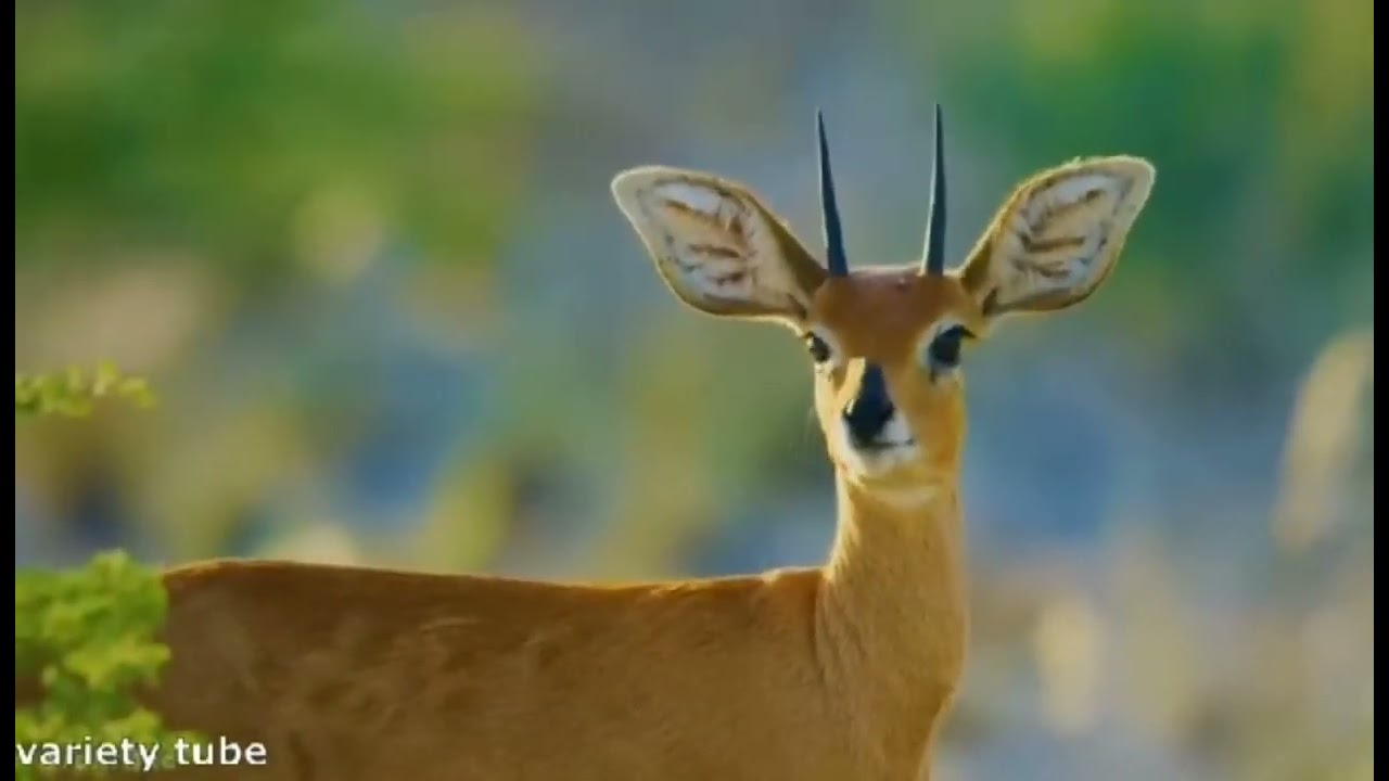 support audiovisuel 5ap. présenter la gazelle.