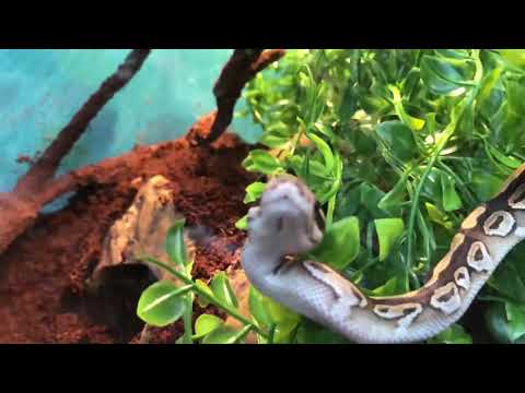 Royal Python slo-mo Tongue Flick