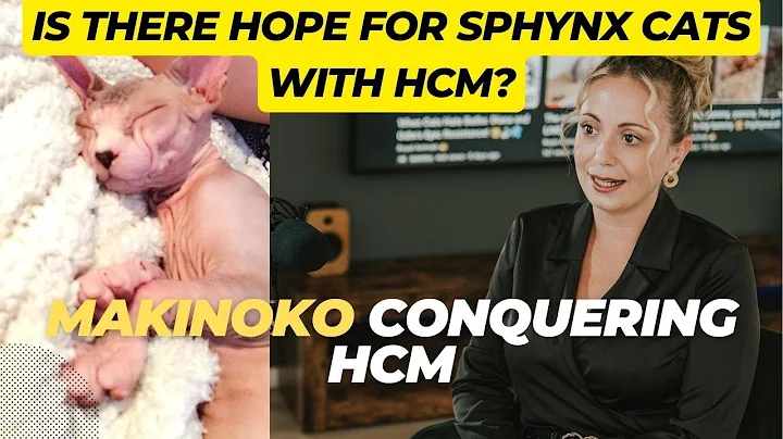 Watch the video about Is There Hope for Sphynx Cats with HCM? Makinoko Conquering HCM!