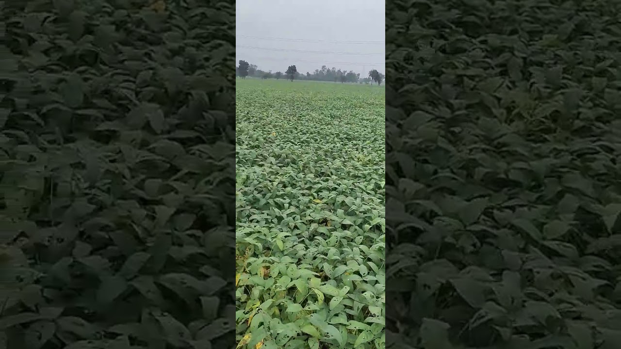 POWER OF PROVEDA PRODUCT जैविक खेती 9977880190