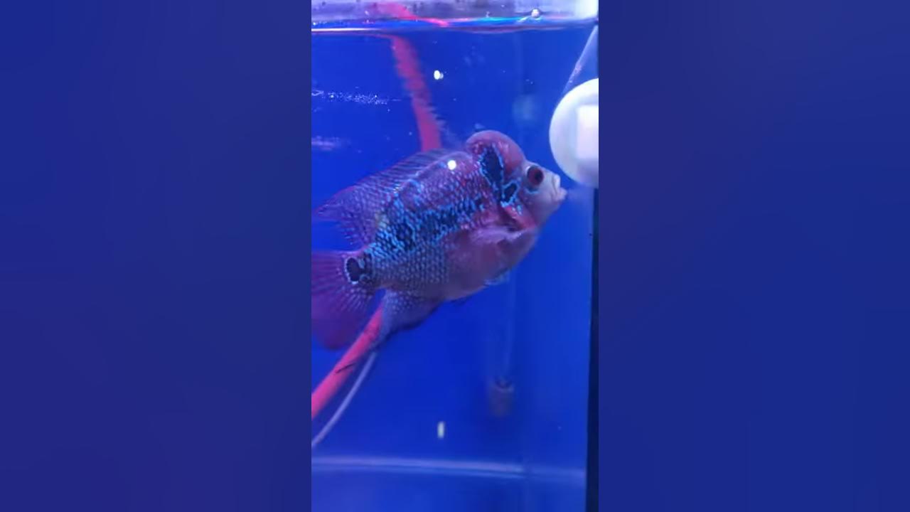 Ciri-Ciri Ikan Louhan Betina Naik Birahi/Mau Bertelur