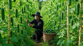 Trieu Duc’s First Cucumber Harvest - The Reward After Days of Care
