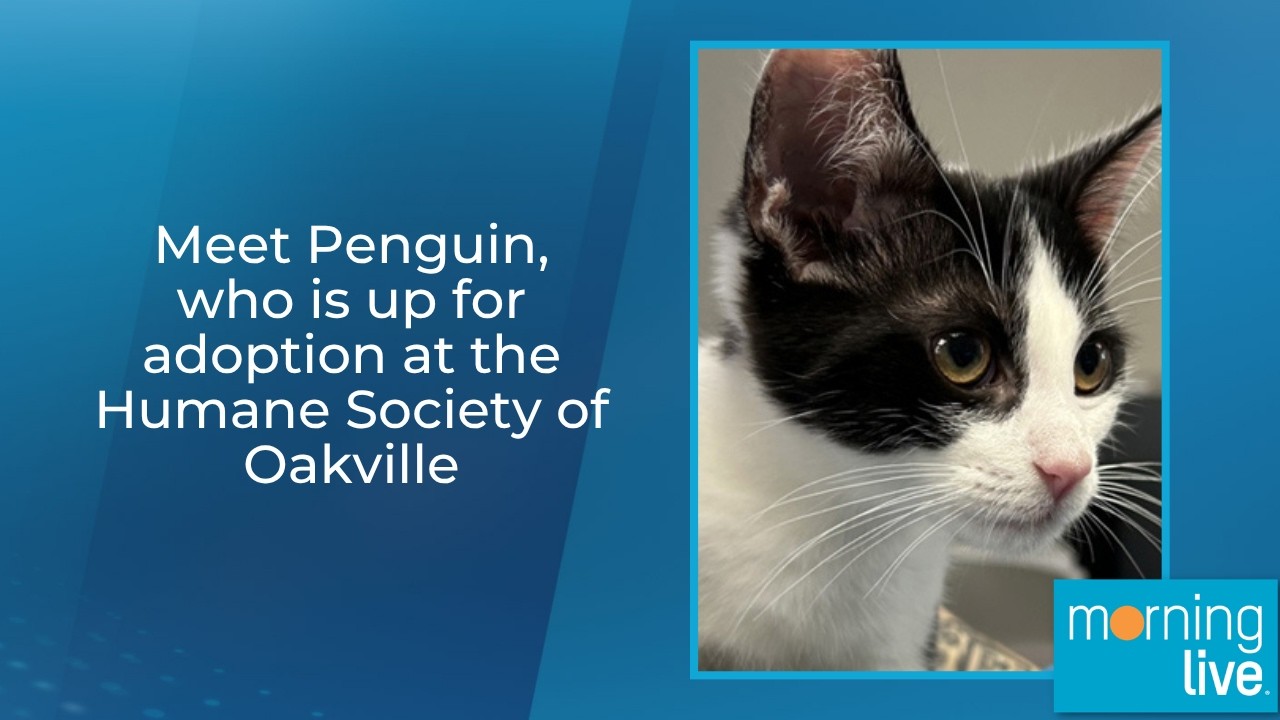 Stray Cat Rehabilitation and Adoption