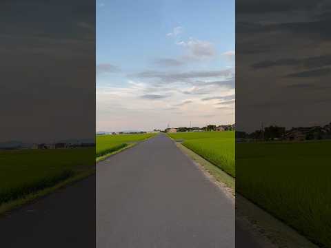 龍神様と猫神様は大の仲良し Shorts Short 龍神雲 龍神様 猫神様