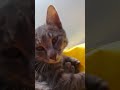 #cat #cute #funny #music #shorts