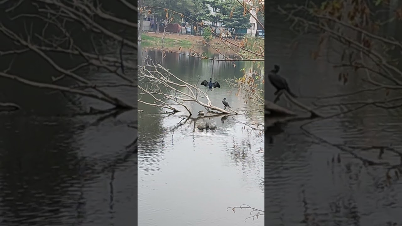 Birds at ITI Lake